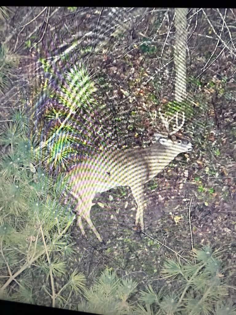 Aerial drone image showing a whitetail deer in wooded terrain during a recovery or herd analysis flight in Wisconsin.