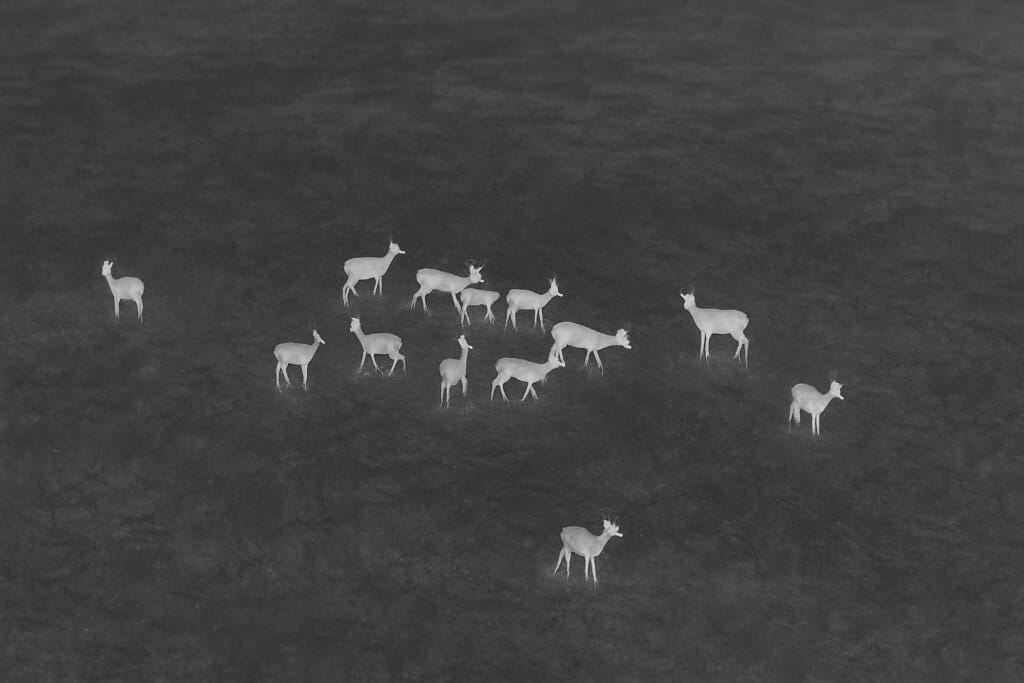 Thermal drone image showing a group of whitetail deer during herd analysis used for wildlife monitoring and land management in Wisconsin.